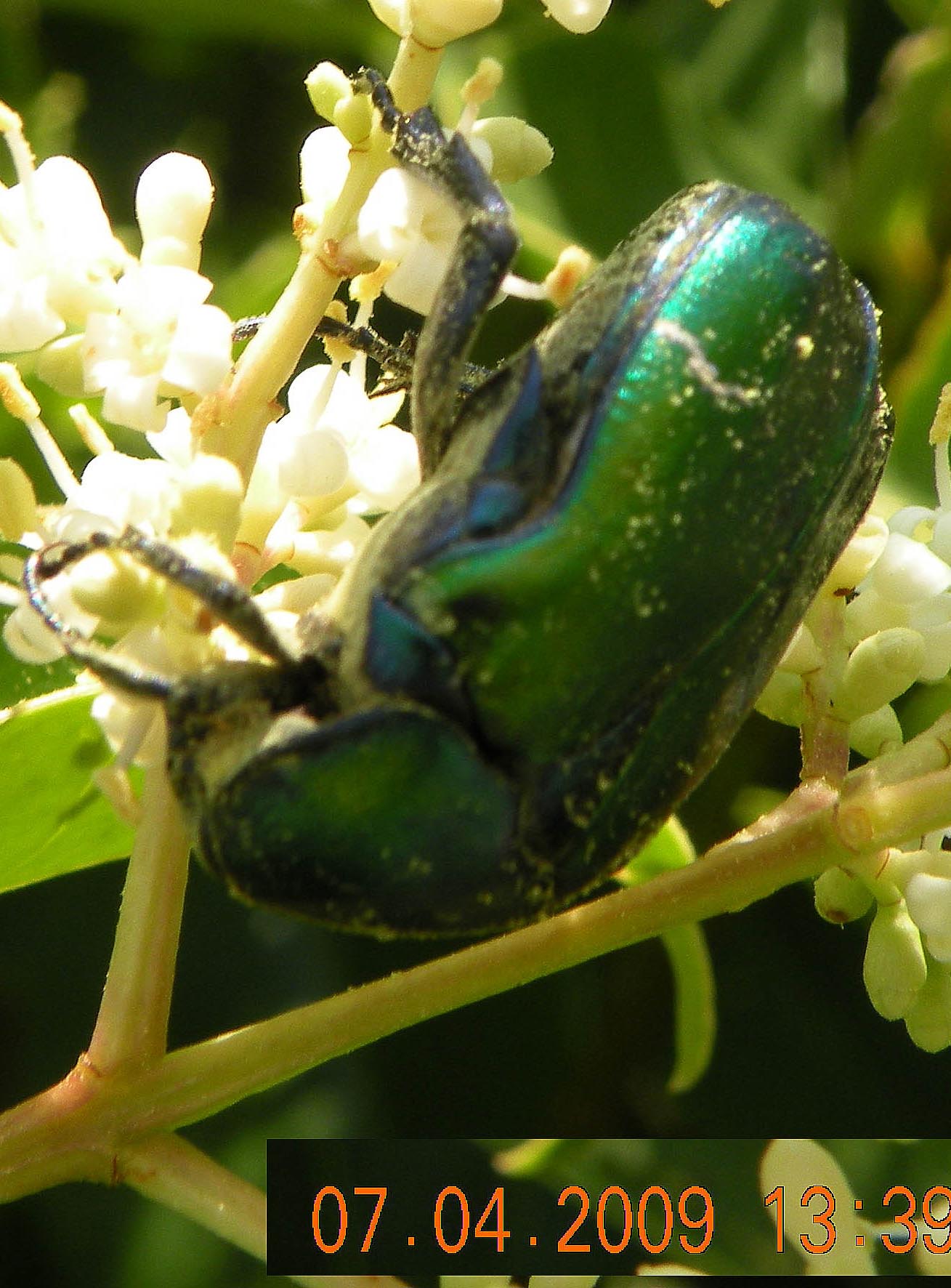 Cetonia aurata pisana